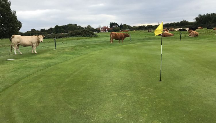 Beverley GC cows