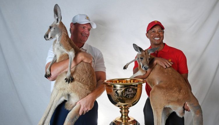 Tiger Ernie kangaroo